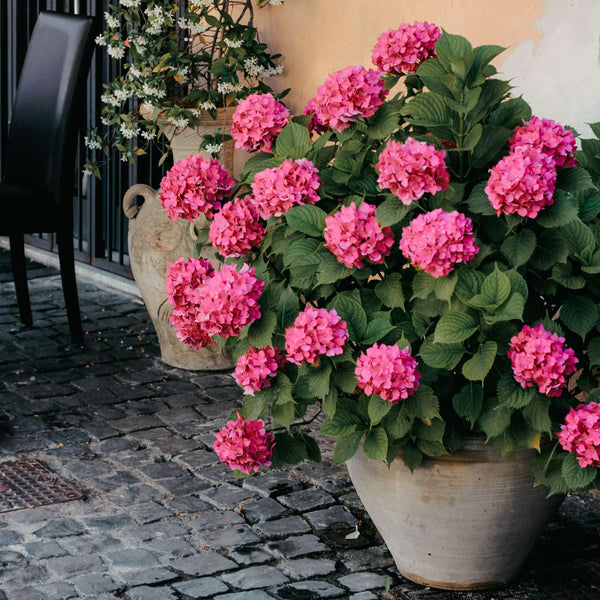 Hydrangea macrophylla 'Little Pink'