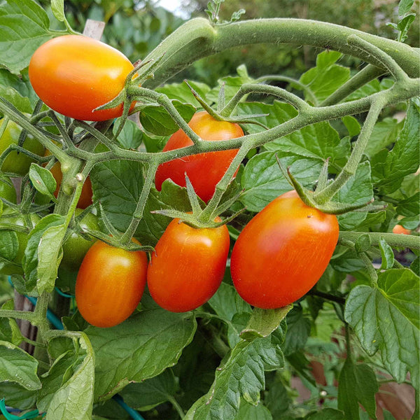 'Lucinda' Baby Plum Tomato Plant
