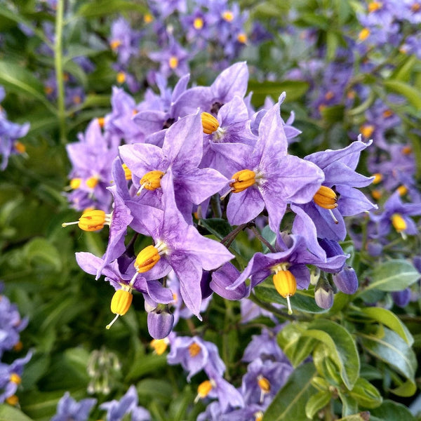 Chilean Potato Vine | Solanum crispum 'Glasnevin'