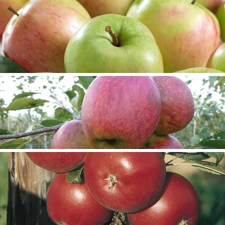 Apple Tree 'Family'