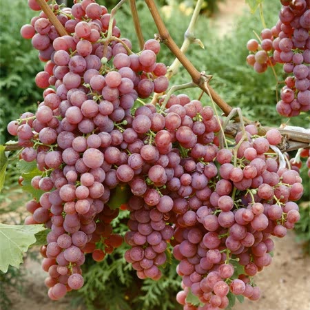 Grape Vine Crimson 3ltr Pot