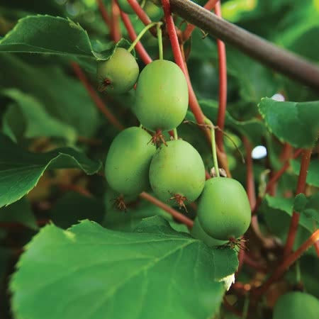 Kiwiberry 'Issai' - 9cm Pot