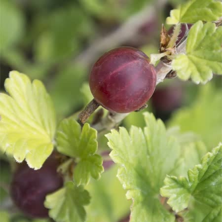 Gooseberry Plant 'Captivator'