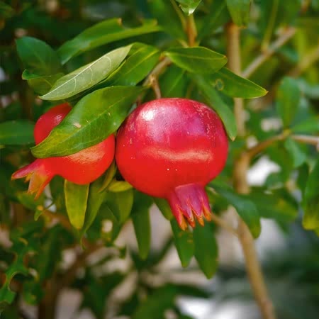 Pomegranate Tree