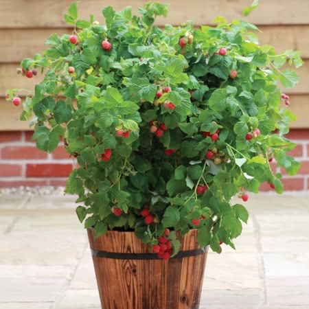 Raspberry Plant Yummy and Blueberry Blue Gold