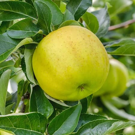 Apple Tree 'Greensleeves'