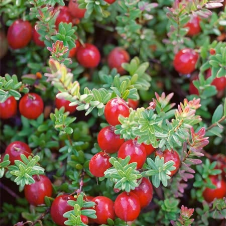 Cranberry Pilgrim - 3x 9cm Potted Plants