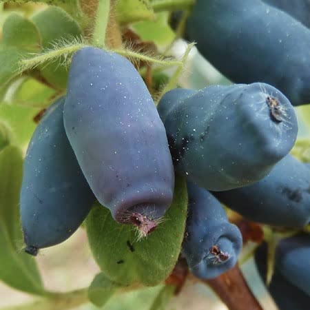 Lonicera caerulea Honeybee (Honeyberry) - 3 x 9cm Pots
