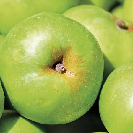 Apple Tree 'Grenadier'