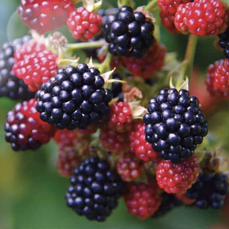 Blackberry Black Satin 2Ltr