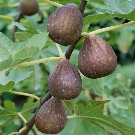 Fig Tree 'Brown Turkey'