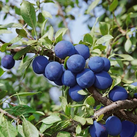 Damson Tree 'Merryweather'