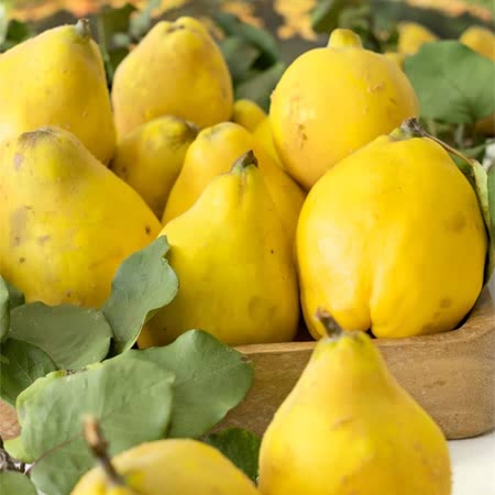 Quince Tree 'Serbian Gold'