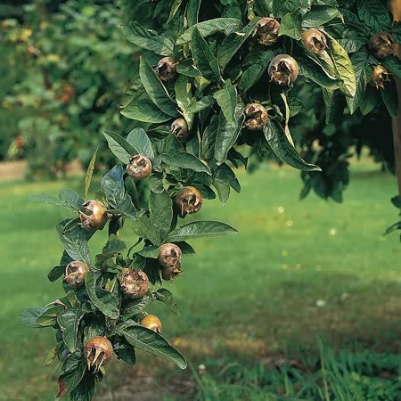 Medlar Tree 'Royal'