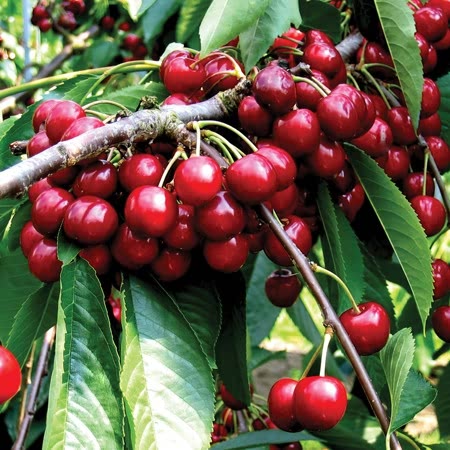 Cherry Tree 'Summer Sun'