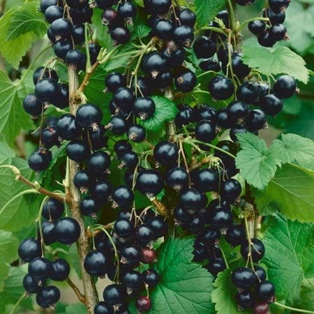 Blackcurrant 'Ben Sarek' - Bare Root
