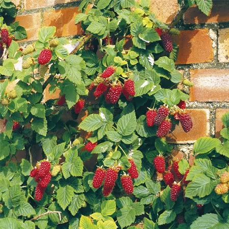 Raspberry Plant Tayberry Buckingham Thornless