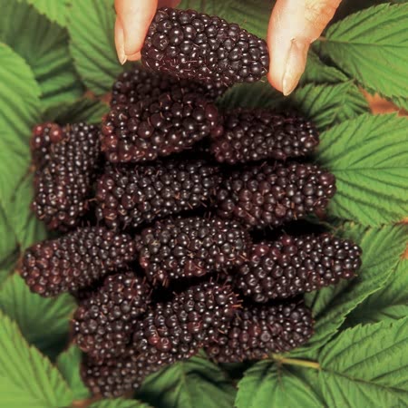 Blackberry 'Black Butte' - 2ltr Potted Plant