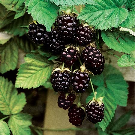 Boysenberry Plant