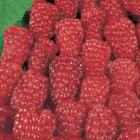 Loganberry Thornless "LY654" - Plants