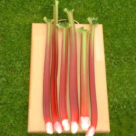 Rhubarb Crown 'Timperley Early'