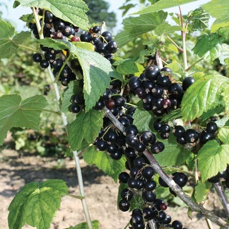 Blackcurrant 'Ebony' - Bare Root x 3