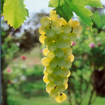 Grape Vine 'Golden Champion' - 2ltr Potted Plant