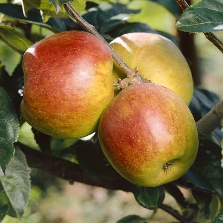 Apple Tree 'Blenheim Orange'