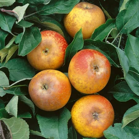 Apple Tree 'Egremont Russet'