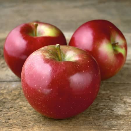Apple Tree 'Spartan'