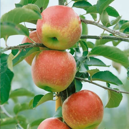 Apple Tree 'Laxton's Superb'