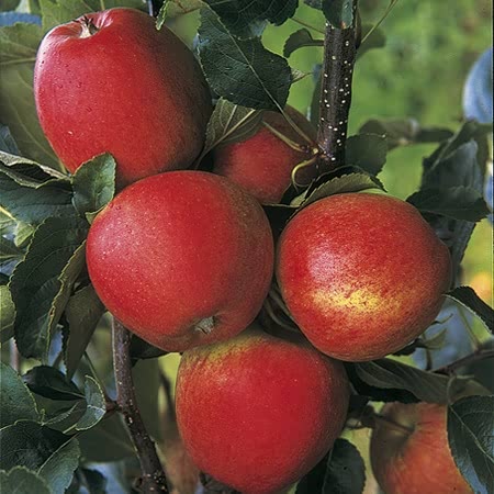 Apple Tree 'Katy'