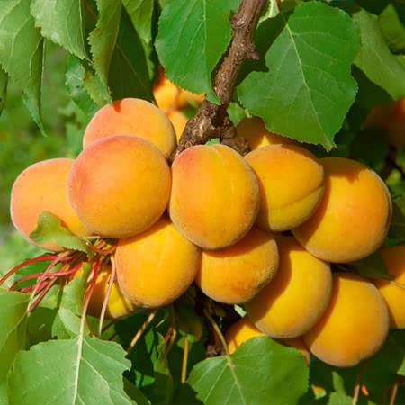 Apricot Tree 'Moorpark'