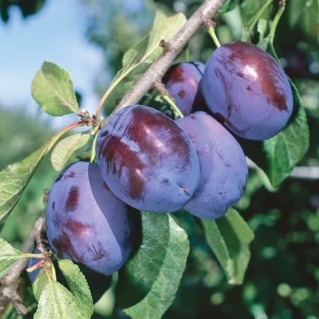 Plum Tree 'Czar'