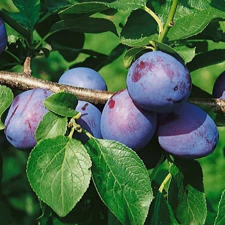 Plum - Marjories Seedling - Tree