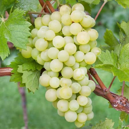 Grape Vine Phoenix Plant 3ltr pot