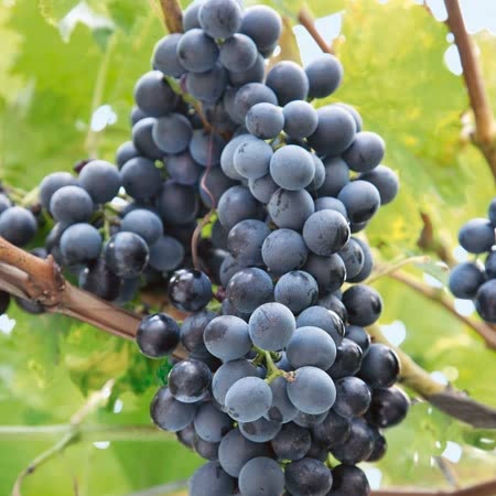 Grape Vine 'Regent' - 3ltr Potted Plant