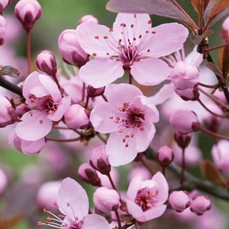 Black Cherry Plum Tree 'Nigra'