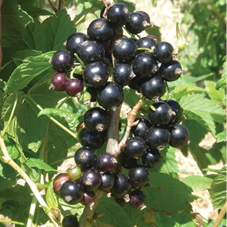 Blackcurrant 'Big Ben' - 2Ltr Potted Plant