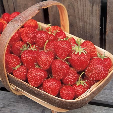 Misted Tip Strawberry Plant 'Long Harvest' Collection