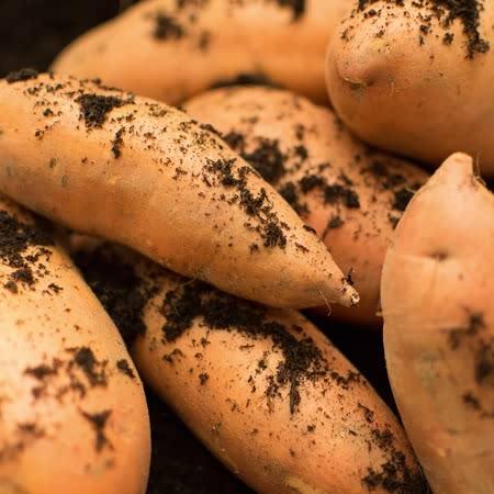 Rooted Sweet Potato Plant 'Beauregard'