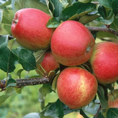 Apple Tree 'Gala'