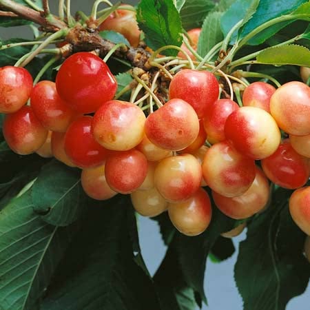 Cherry Tree 'White Heart'