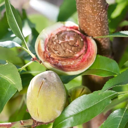 Almond Nut Tree