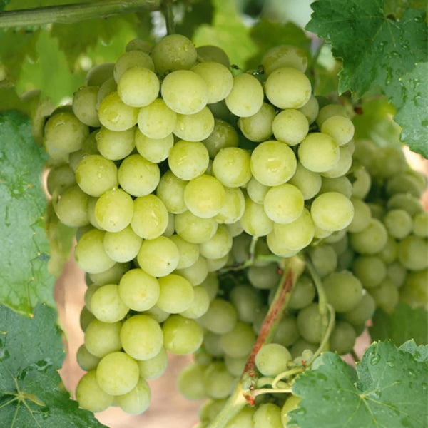 Grape Vine 'Superior Seedless'