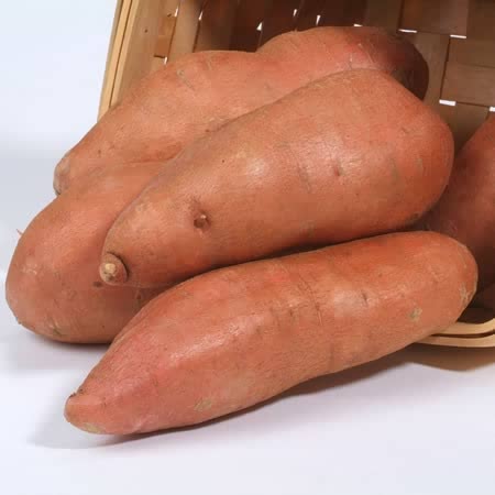 Sweet Potato Plant 'Evangeline'