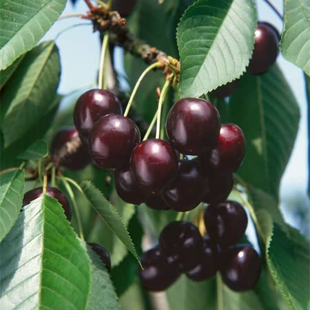 Cherry Tree 'Sasha'