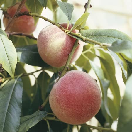 Peach Tree 'Peche de Vigne'