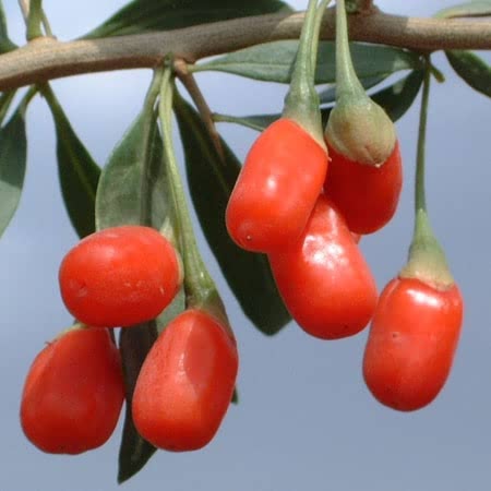 Goji Berry - 3 x 9cm Pots