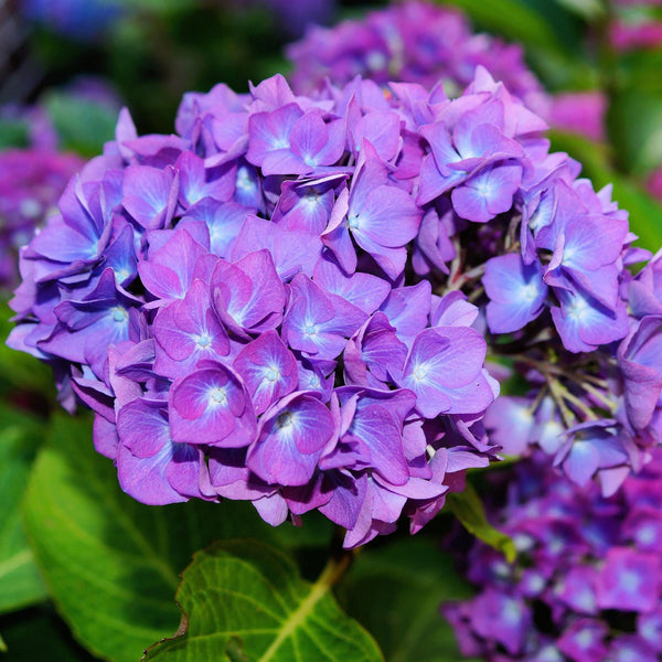 Hydrangea macrophylla 'Little Purple'